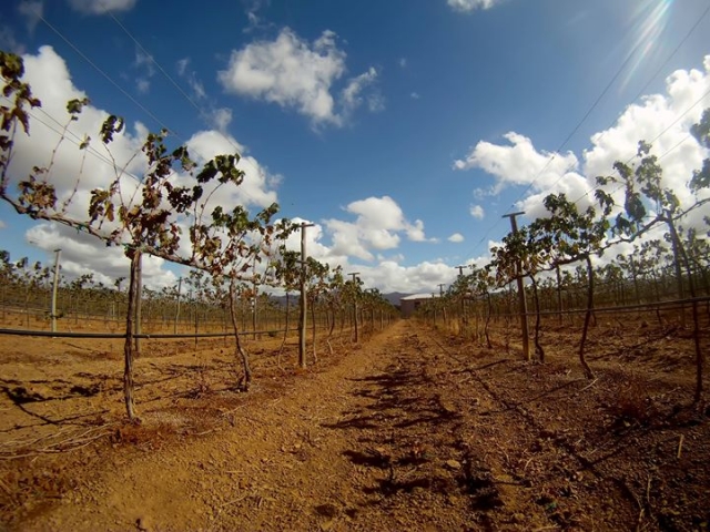 Vista de los viñedos